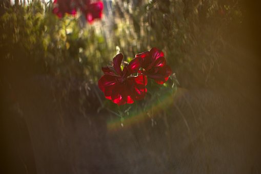 Flor, Naturaleza, Flora, Cerrar, Planta