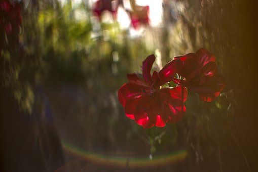 Flor, Naturaleza, Flora, Cerrar, Planta