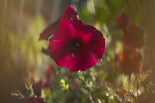 Flor, Naturaleza, Flora, Cerrar, Planta