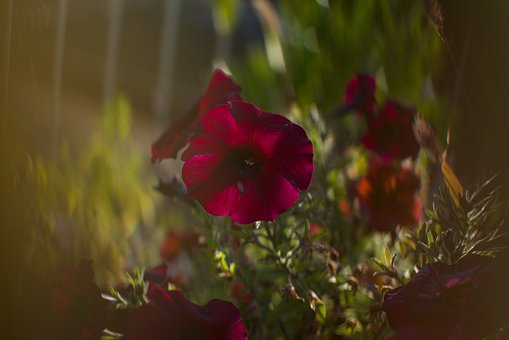 Flor, Naturaleza, Flora, Cerrar, Planta