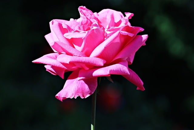Blume, Die Natur, Rose, Blütenblätter