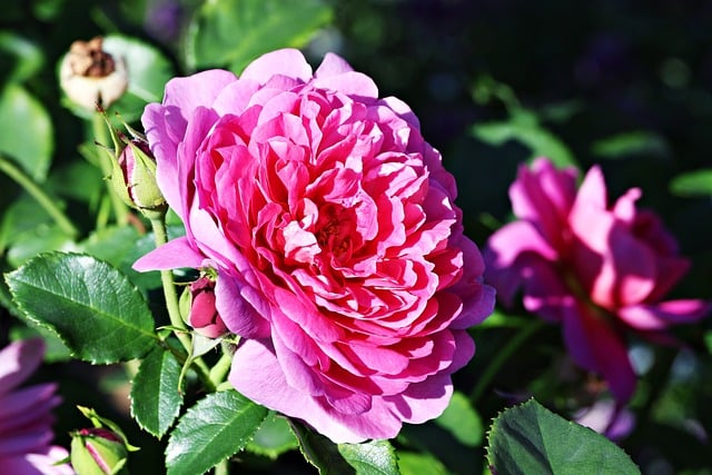 Blumen, Die Natur, Flora, Blütenblätter