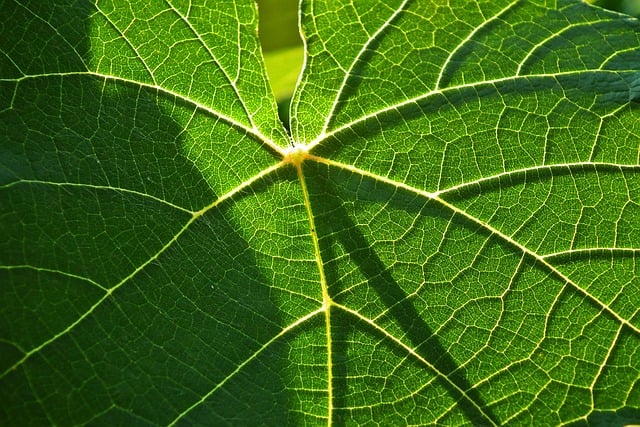Free Leaf Green photo and picture