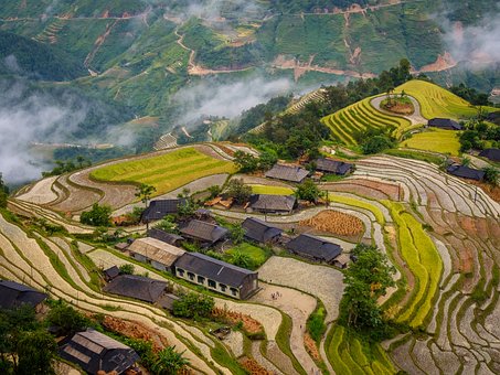 Versión Phung, Campo De Arroz, Arroz