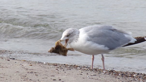 Mar Báltico, Orilla Del Río, Gaviota