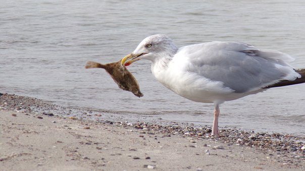 Mar Báltico, Gaviota, Platija, Cerrar