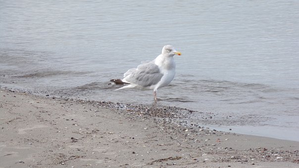 Gaviota, Platija, Playa, Mar Báltico