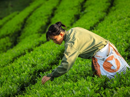 Té, Naturaleza, Beber, Verde, Vietnam