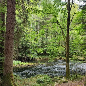 Natur, Skov, Flodløb, Landskab