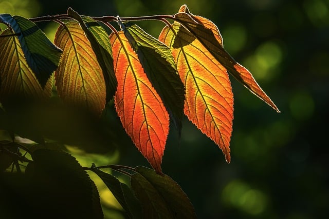 Free Autumn Leaves Fall photo and picture