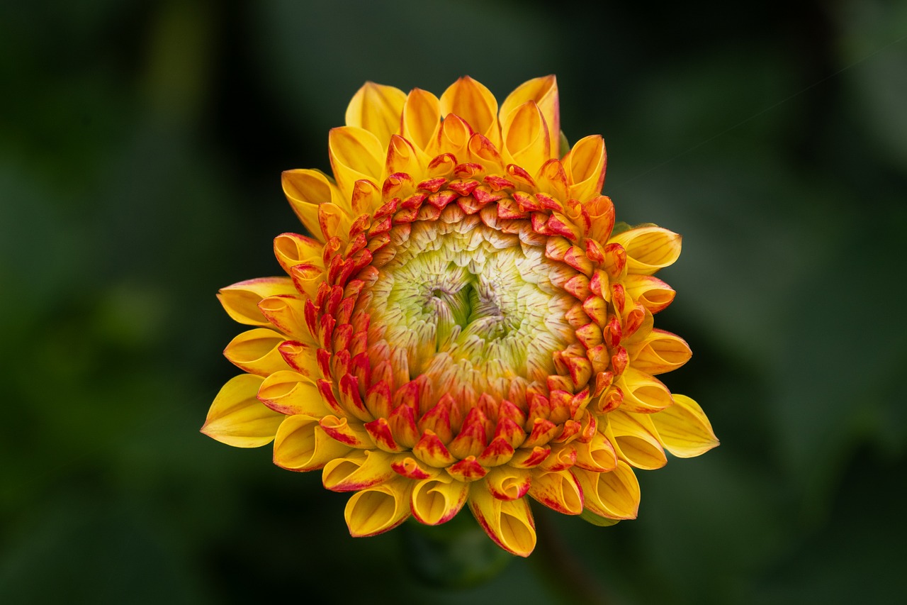 Flower - free online jigsaw puzzle photo