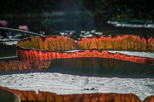 Victoria Amazonica, Obří Leknín, Příroda