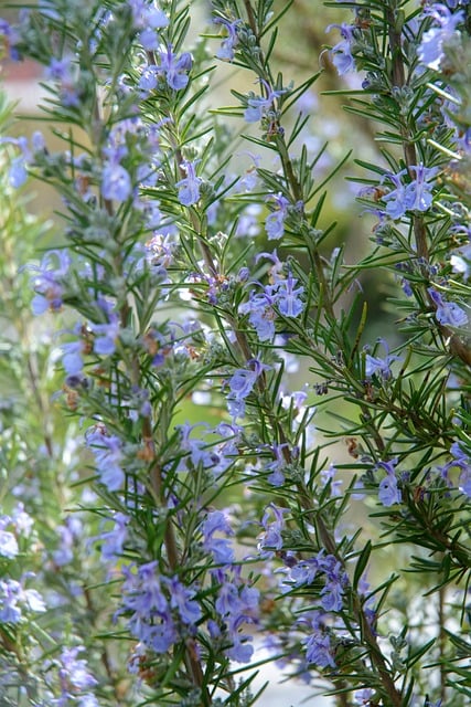 Free Herbs Garden photo and picture