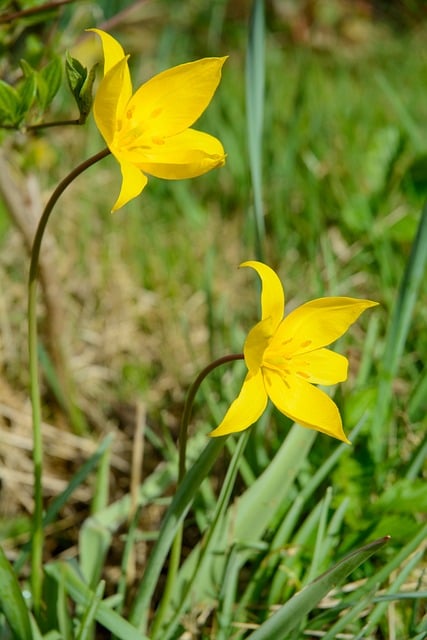 Free Wild Tulip Nature photo and picture