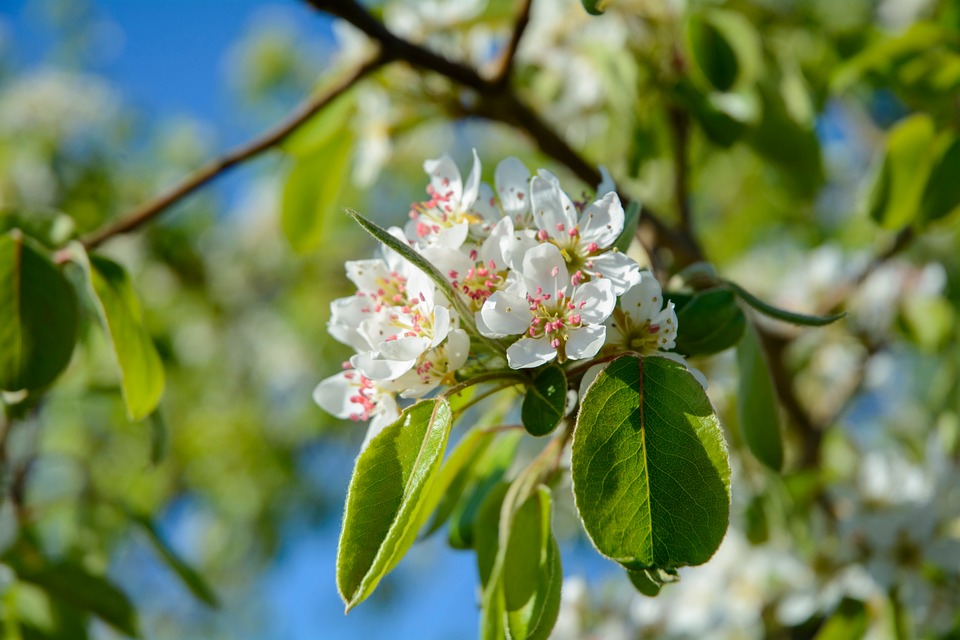 Blossom Bloom Pear - Free photo on Pixabay