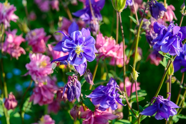 Free Columbia Nature photo and picture