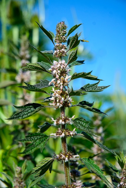 Free Motherwort Flower photo and picture