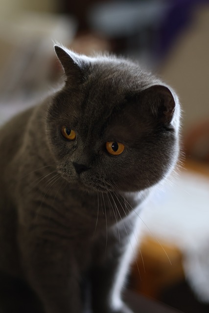 Gato, Mascota, Naturaleza, Esponjoso