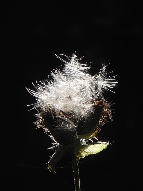 Distel, Natur, Herbst