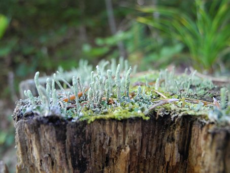 Flechten, Baum, Natur, Morsch Baumstumpf