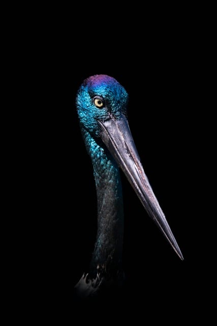 Free Animal Feathers photo and picture