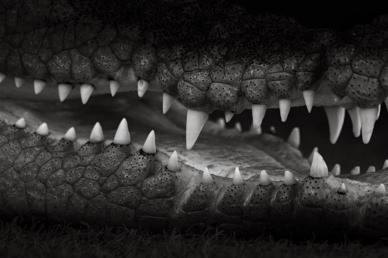 Crocodile - free online jigsaw puzzle photo
