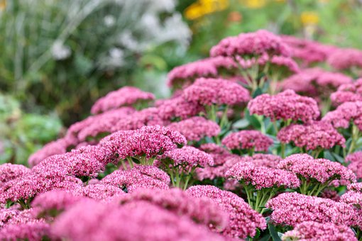 Free Allotment Splendor Of Color photo and picture