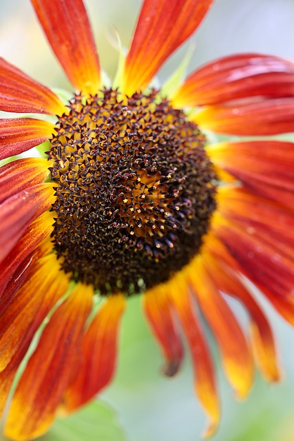Free Close-Up Sunflower photo and picture