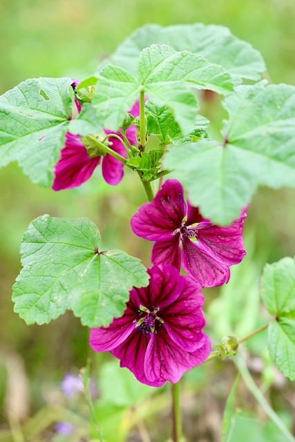 Free Flower Nature photo and picture