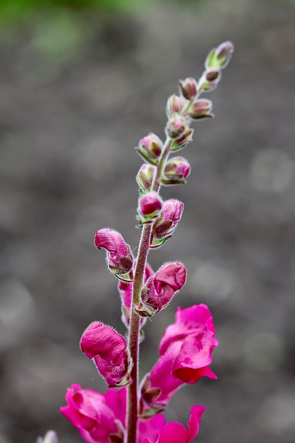 Free Flower Nature photo and picture