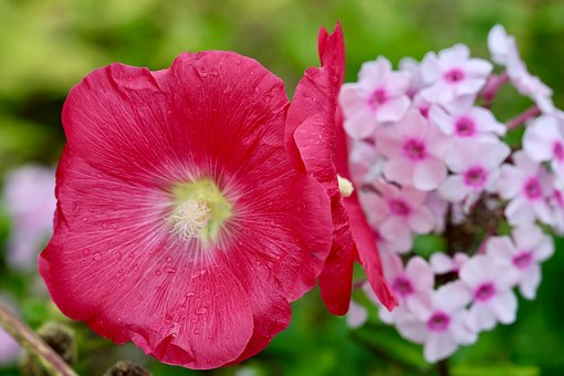 Free Flower Splendor Of Color photo and picture