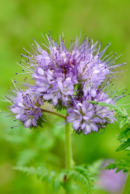 Free Flower Macro photo and picture