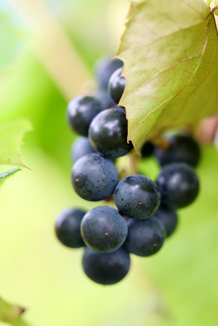 Free Grape Grapevine photo and picture