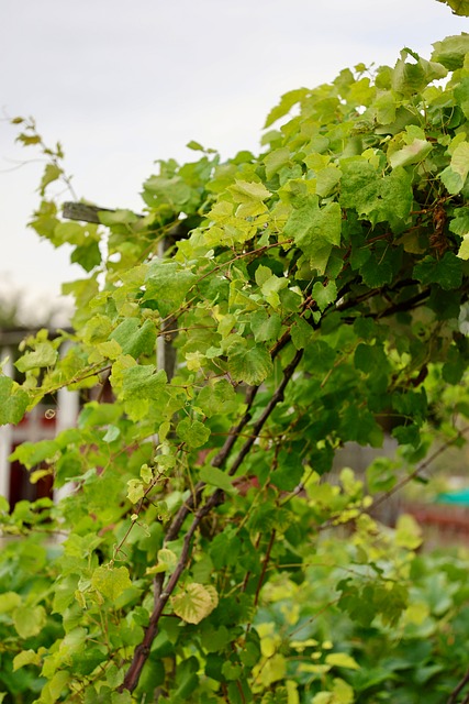 Free Grapevine Allotment photo and picture