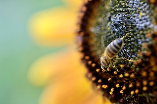 Free Macro Bi photo and picture
