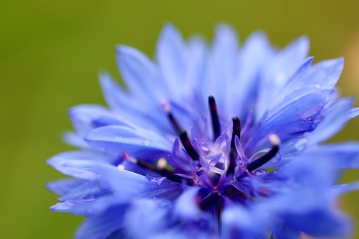 Free Macro Flower photo and picture