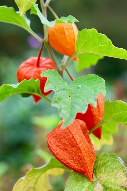 Free Orange Color Flower photo and picture