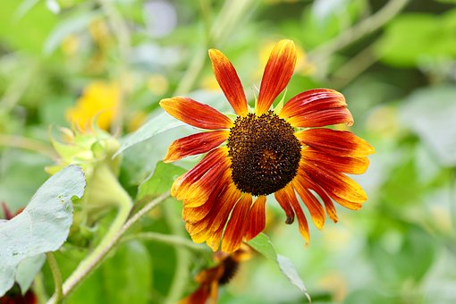 Free Overblown Autumn photo and picture