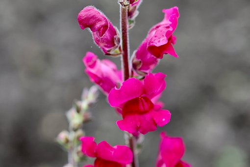 Free Petal Flower photo and picture