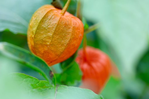 Free Plant Color photo and picture