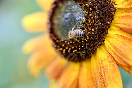 Free Sunflower Pollination Insect photo and picture