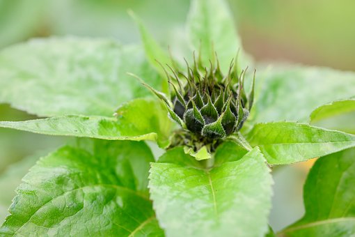 Free Sunflower Green photo and picture
