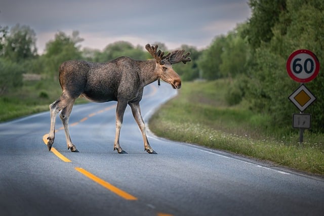 Free Moose Elk photo and picture