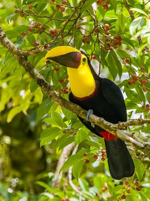 costa rica, bird, nature, wildlife, plumage, ornithology, avian, perched, birdwatching, branch, toucan, beak, tucan, tropical, exotic, bill, leaves, chestnut-mandibled toucan