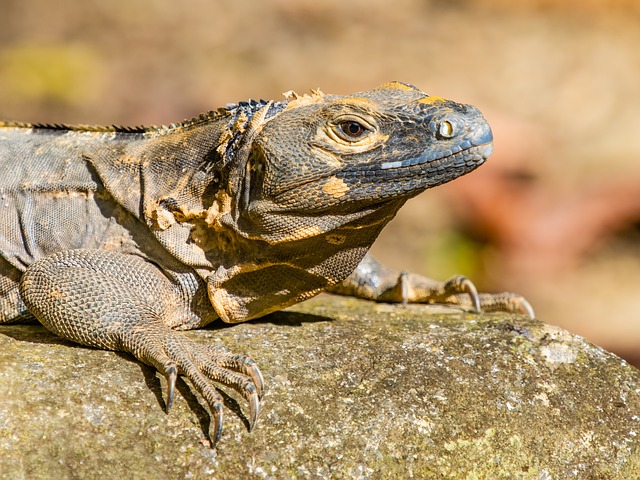 Free Costa Rica Reptile photo and picture
