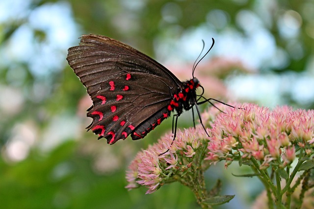 Free Butterfly Insect photo and picture