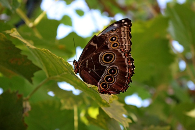 Free Butterfly Insect photo and picture