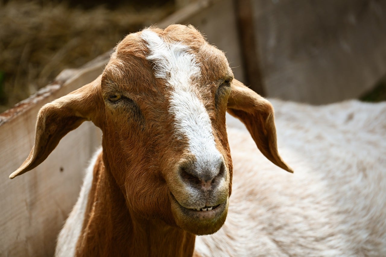 Goat Nature Animal - Free photo on Pixabay