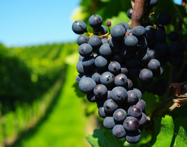 Free Alcohol Winery photo and picture