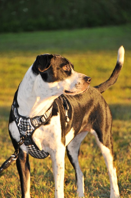 Free Lily Dog photo and picture